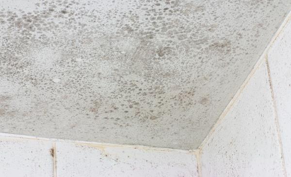 Mold Remediation by Dry1out Restoration & Construction LLC